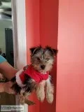 Female yorkie