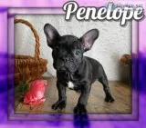 Penelope Female Frenchton