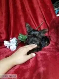 Handsome male yorkie ckc registered