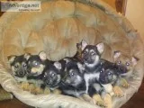 AKC German Shepherd