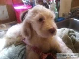 f2b goldendoodles