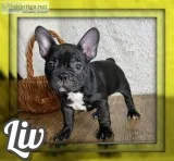 Liv Female Frenchton