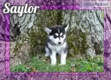 Saylor Female Siberian Husky