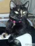 Missing Tortoiseshell Kitty