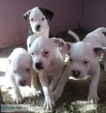 Gorgeous American Bulldog puppies