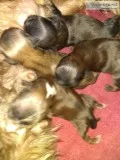 Shihtzu Imperial Puppies    Full  AKC