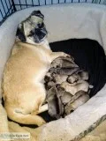 Pug Puppies