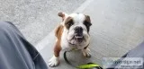 4 month old english bulldog