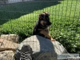 AKC German Shepherd Puppies