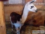 Llama for sale he s a good guard for goats and sheep