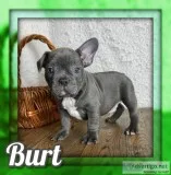 Burt Male Frenchton