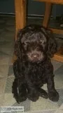 F1-B Labradoodle puppy