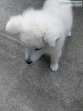 Samoyed Puppy
