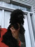 Poodle toy ckc