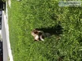 Boston Terrier puppies