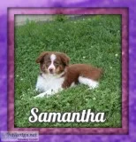 Samantha Female Mini Australian Shepherd