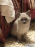 Blue point siamese and ragdoll mix