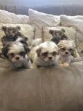 Shih Tzu puppies