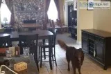 Sweet Aussie Shepherd needs a new home
