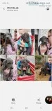 Great Dane puppies