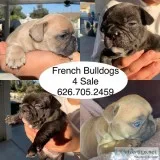 French Bulldogs AKC