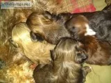 Shihtzu Imperial Full AKC