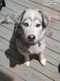 1.5 Year Old Husky