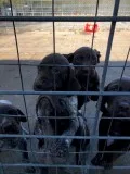AKC German Shorthair Pointer pups