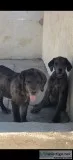 Rare Designer Mastiff pup
