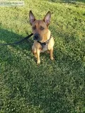 Energetic 8 months old Doberman
