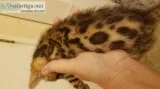 Hybrid Bengal Kittens