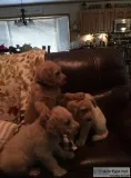 Labradoodles