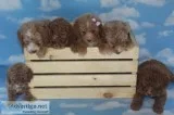 F1B Mini Goldendoodle Purple Girl