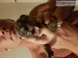 Beautiful pitbull mix