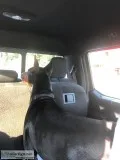 Doberman Puppies for Sale