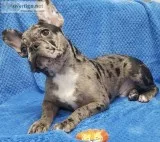 Imported from Hungary Chocolate Merle French Bulldog