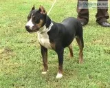 Beautiful Female XL American bully pups