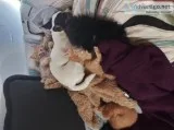 The sweetest kittens you have ever saw