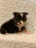 Mini Aussies