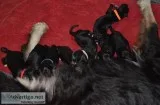 King Shepherds puppies