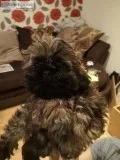 LAST BOY  Brindle Shih-tzu pup READY NOW