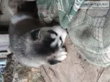 Siberian Husky puppies