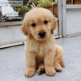 Well Trained Golden Retriever Puppies