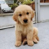 Well Trained Golden Retriever Puppies