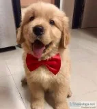 GOLDEN RETRIEVER PUPPIES FOR FREE ADOPTION