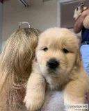 Super Cute Male and Female Golden Retriever Puppies For your kid