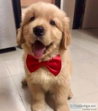 Golden Retriever Pups For Xmas Adoption .
