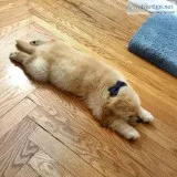 beautiful pair of golden retrievr pupppies for (free) adoption