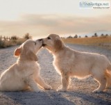 lovely male and female golden retriever puppies for adoption