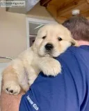 CUTE AND GOOD LOOKING LABRADOR RETRIEVER PUPPIES FOR RE-HOMING